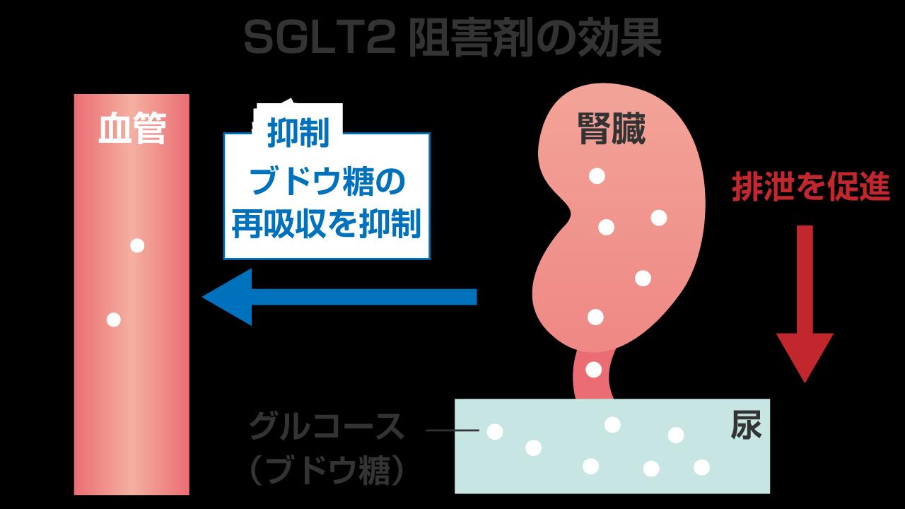 SGLT2 阻害剤の効果