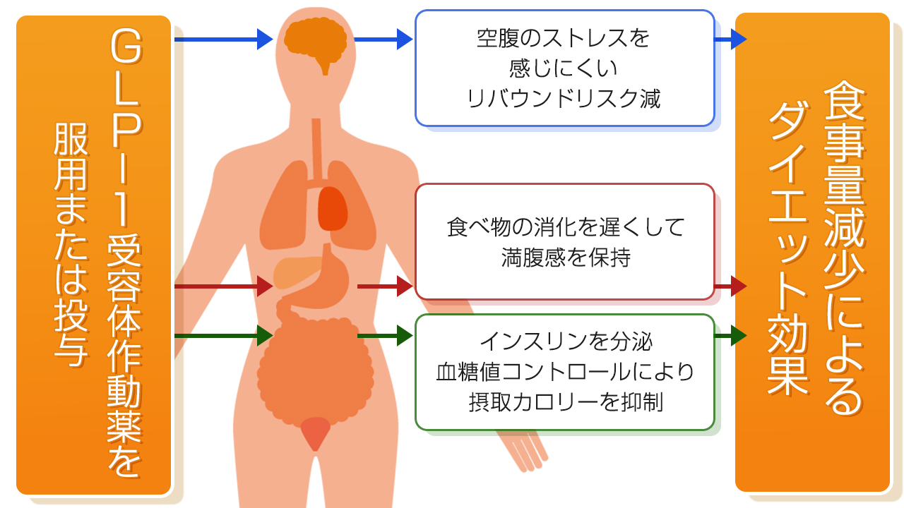 GLP-1受容体作動薬の基本情報