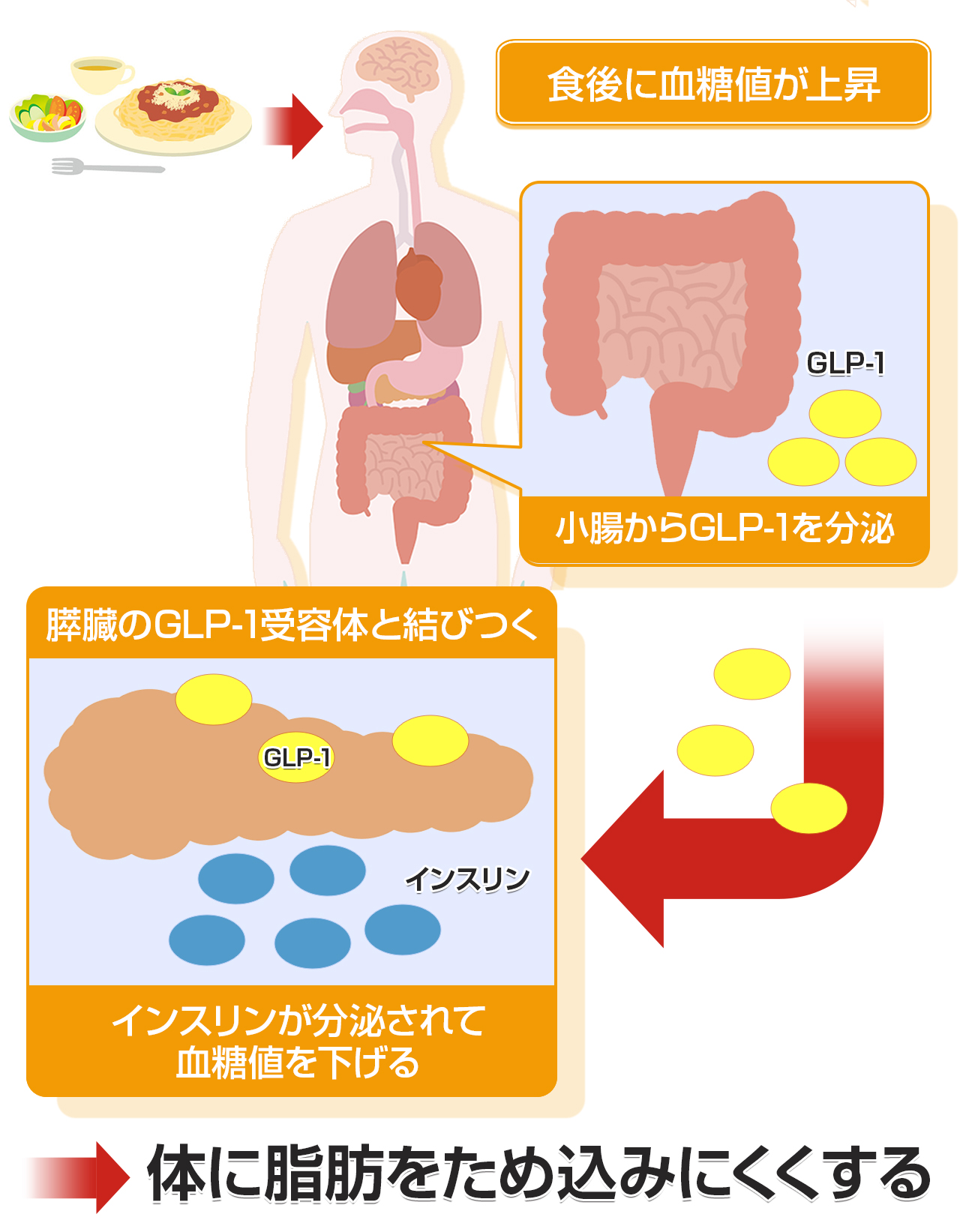 GLP-1が体の脂肪をため込みにくくする仕組み