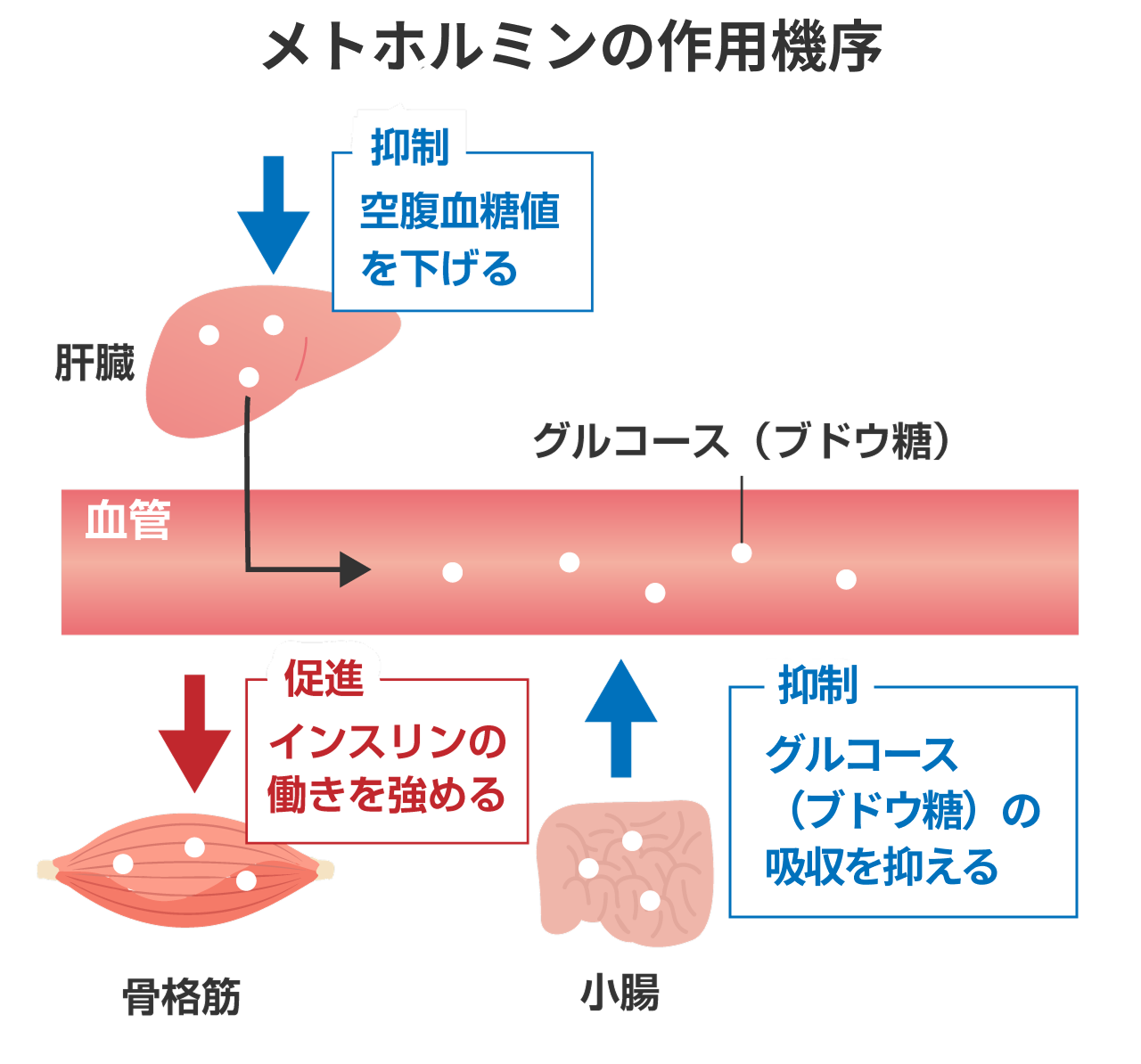 メトホルミンの作用機序:肝臓で糖を抑制、骨格筋でインスリンの働きを強める、小腸でグルコースの吸収を抑える