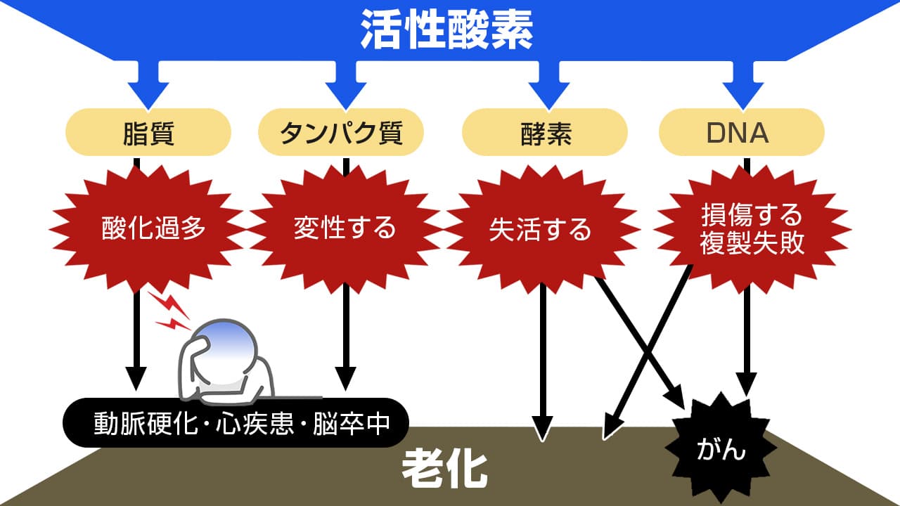 活性酸素による影響