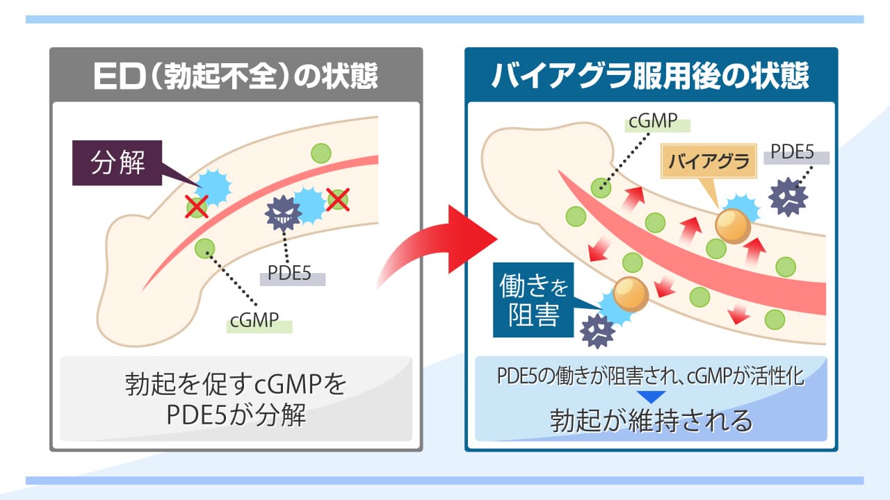 バイアグラの作用機序