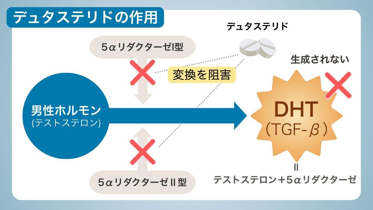 デュタステリドが5αリダクターゼI型・II型を阻害し、テストステロンのDHTへの変換を防ぐ仕組みの図解