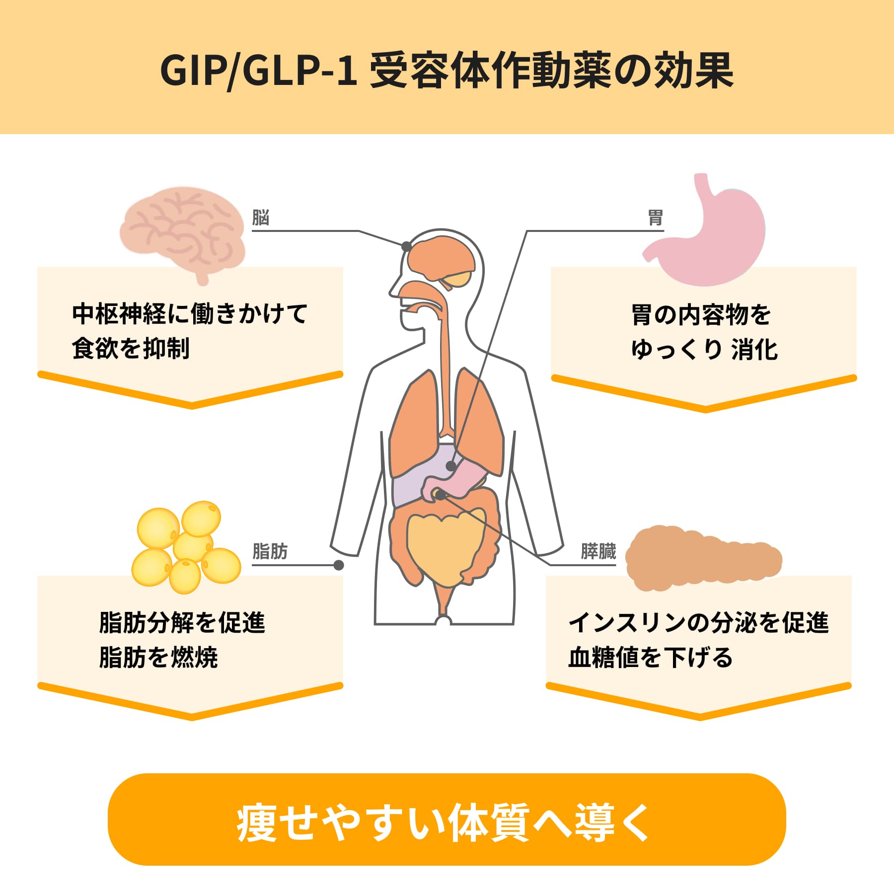 GIP/GLP-1受容体作動薬の効果:食欲を抑制、血糖値を下げる、ゆっくり消化、脂肪を燃焼