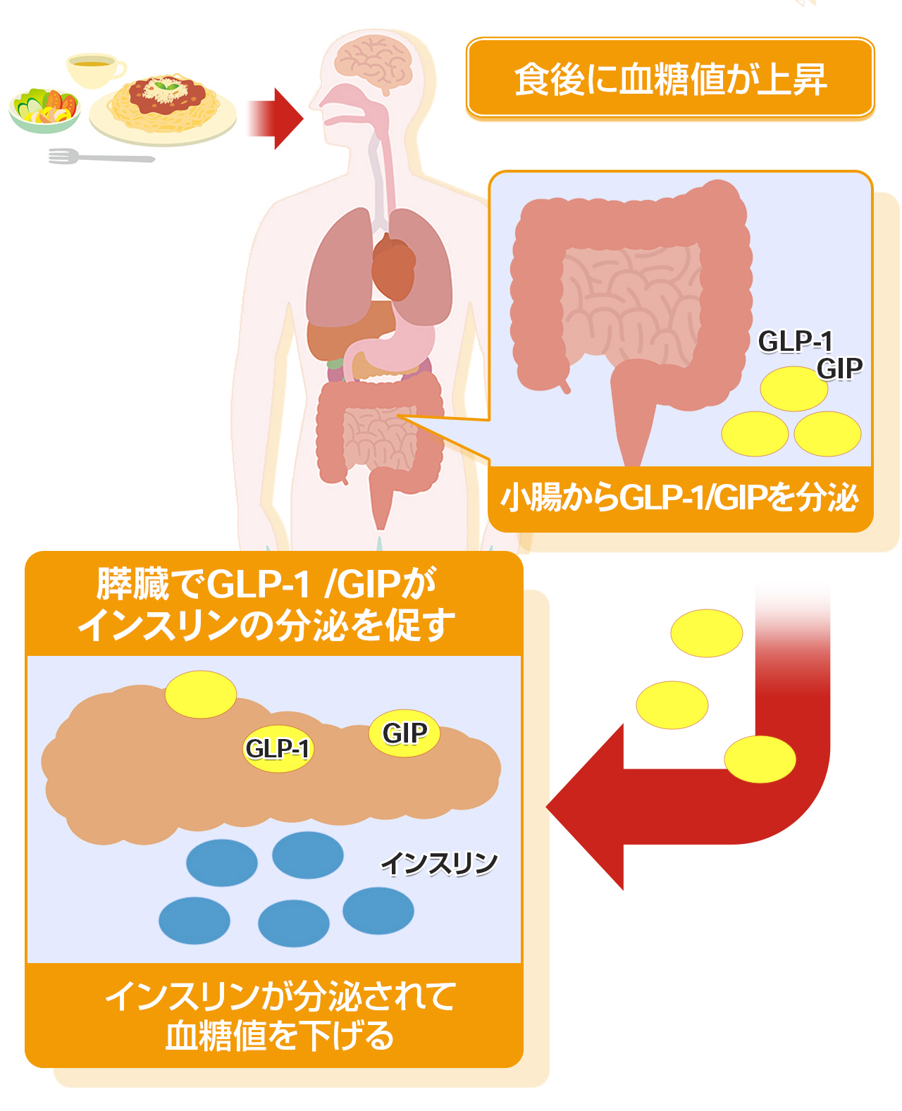 食後に血糖値が上昇→小腸からGLP-1/GIPを分泌→膵臓でGLP-1/GIPがインスリンの分泌を促す→インスリンが分泌されて血糖値を下げる