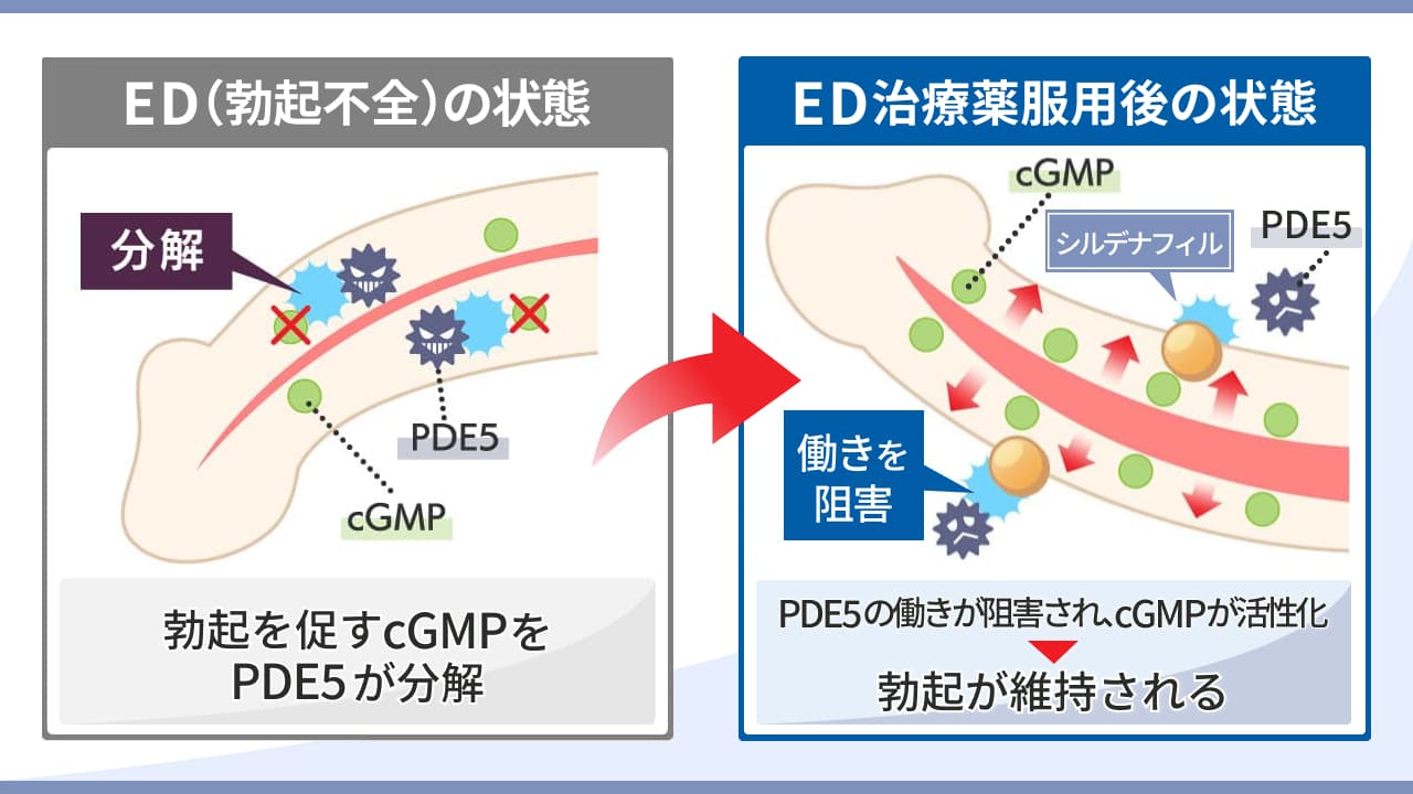 ED治療薬の作用機序を図解：PDE5を阻害して血流を改善し、勃起を維持しやすくす