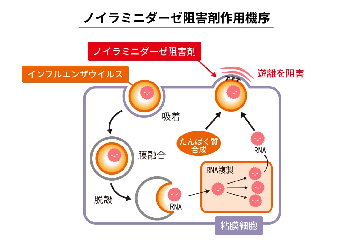 ノイラミニダーゼ阻害剤作用機序