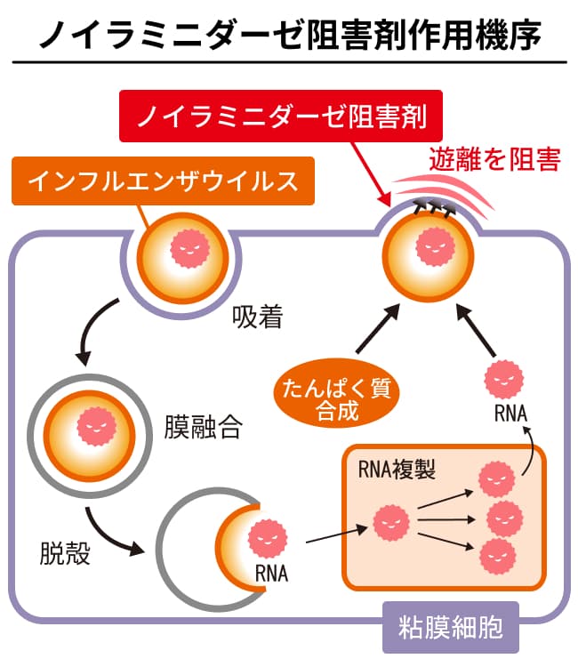 ノイラミニダーゼ阻害剤作用機序