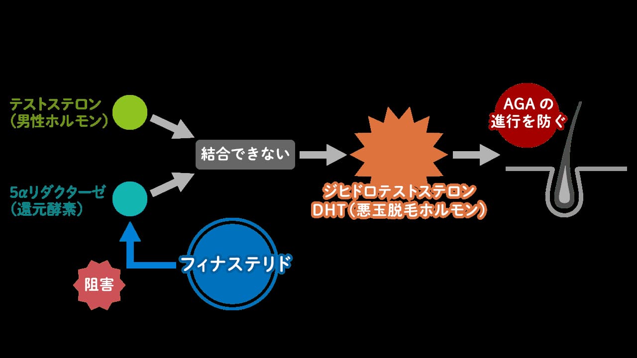 フィナステリドの作用機序