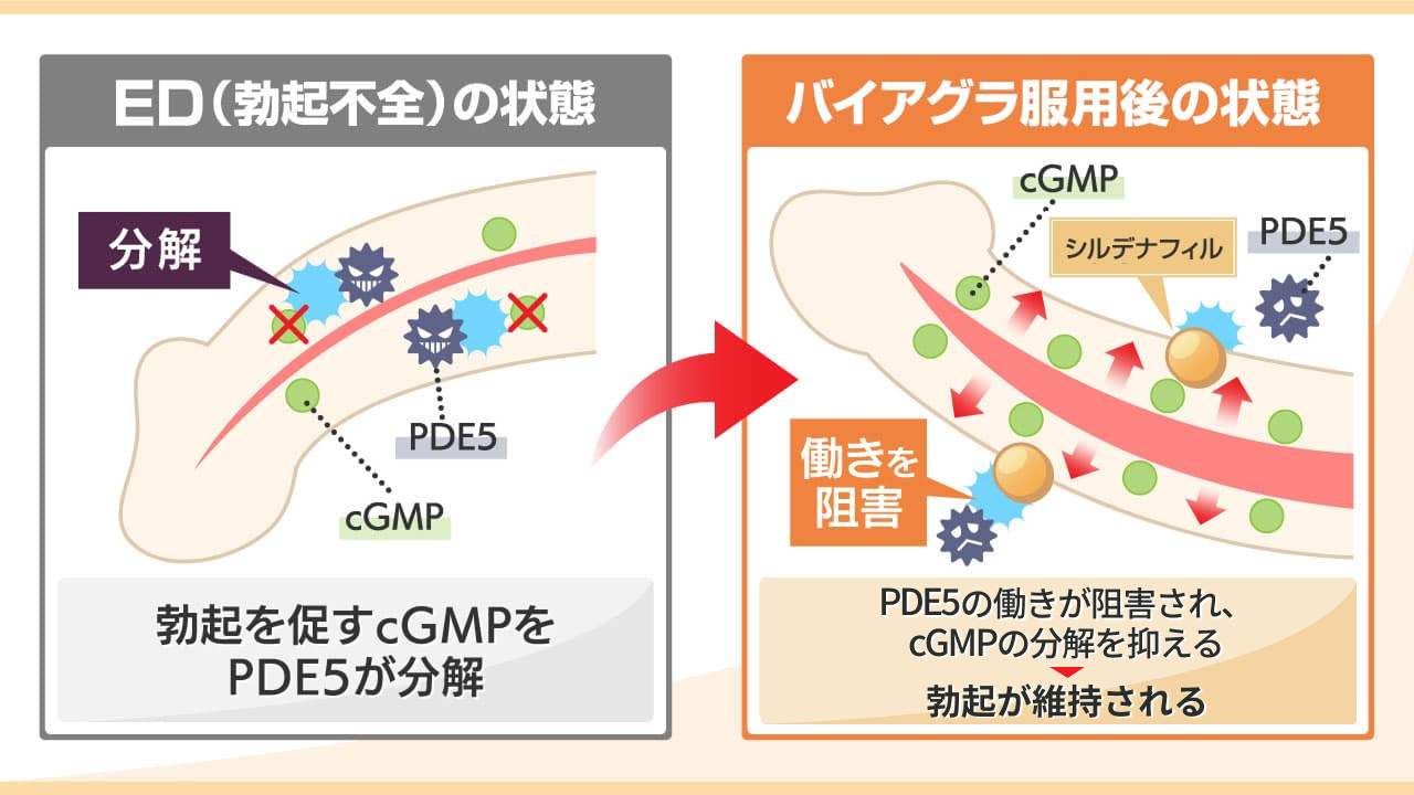 バイアグラの効果が発現する仕組み。PDE5の働きを阻害してcGMPが活性化することで勃起が維持される