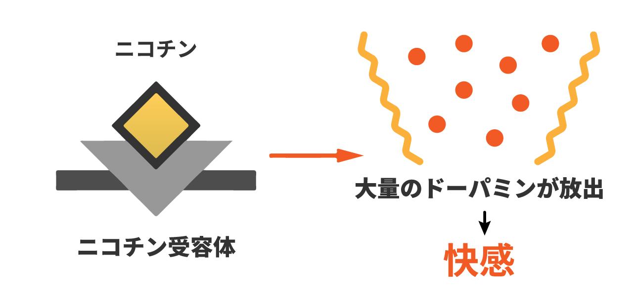 喫煙時の神経細胞