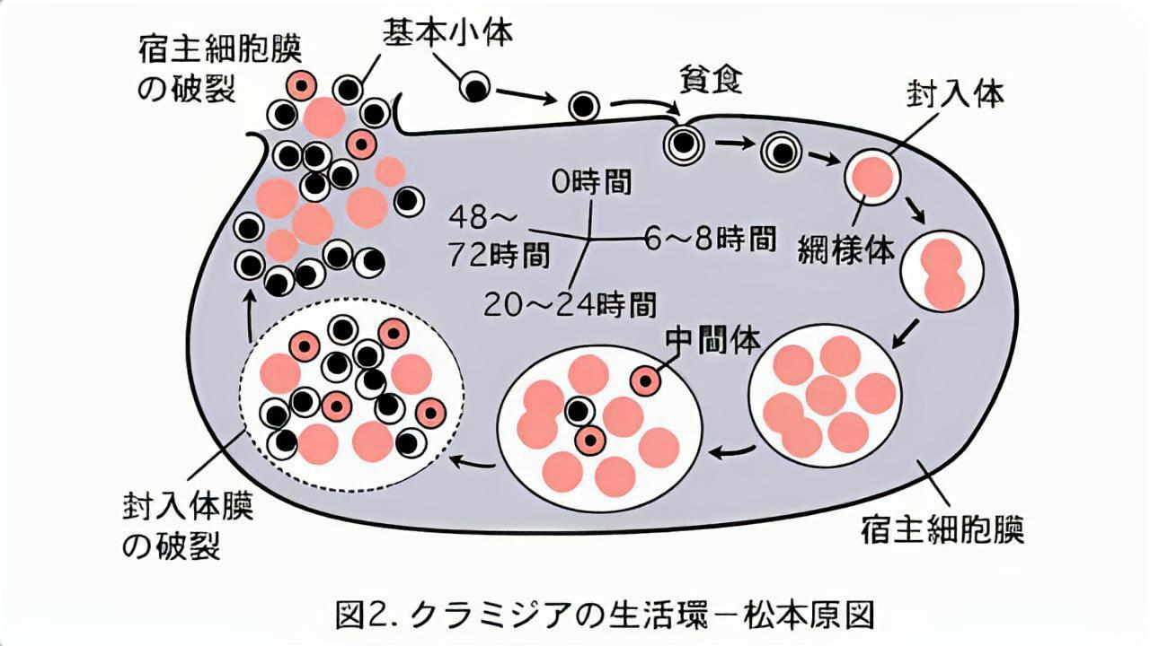 クラミジアの生活環