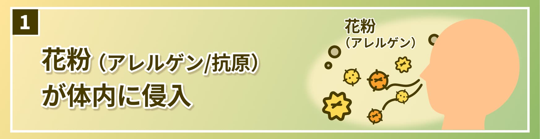 花粉症のメカニズム　1.花粉（アレルゲン/抗原）が体内に侵入