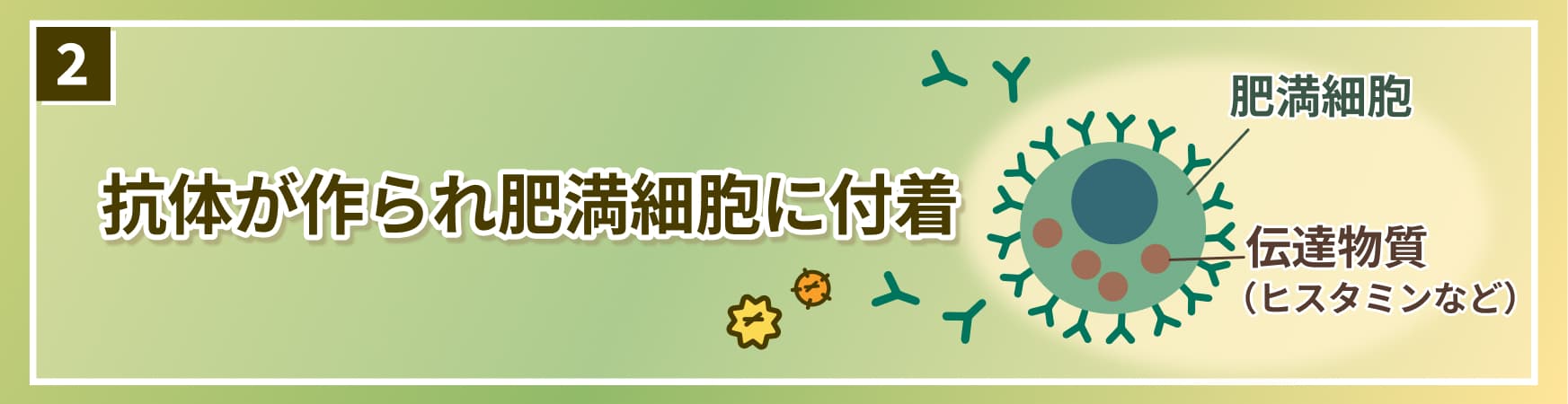 花粉症のメカニズム　2.抗体が作られ肥満細胞に付着