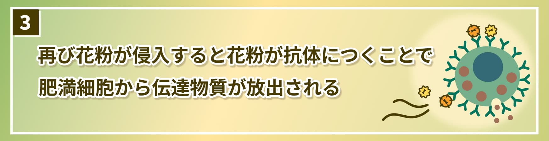 花粉症のメカニズム　3.再び花粉が侵入すると花粉が抗体につくことで肥満細胞から伝達物質が放出