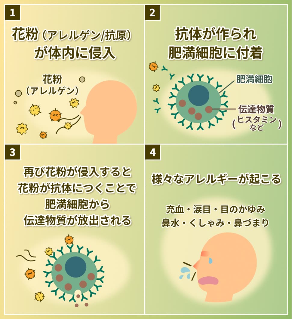 花粉症のメカニズム　1.花粉（アレルゲン/抗原）が体内に侵入 2.抗体が作られ肥満細胞に付着 3.再び花粉が侵入すると花粉が抗体につくことで肥満細胞から伝達物質が放出 4.様々なアレルギーが起こる
