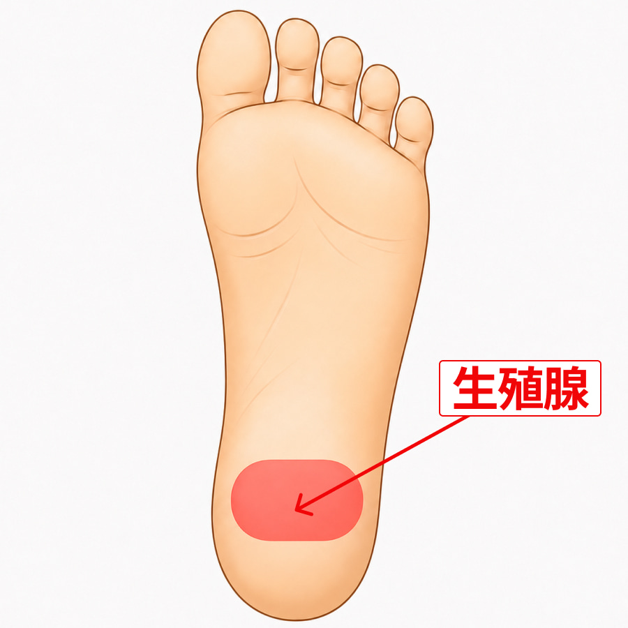 EDに効果的な反射区_生殖腺