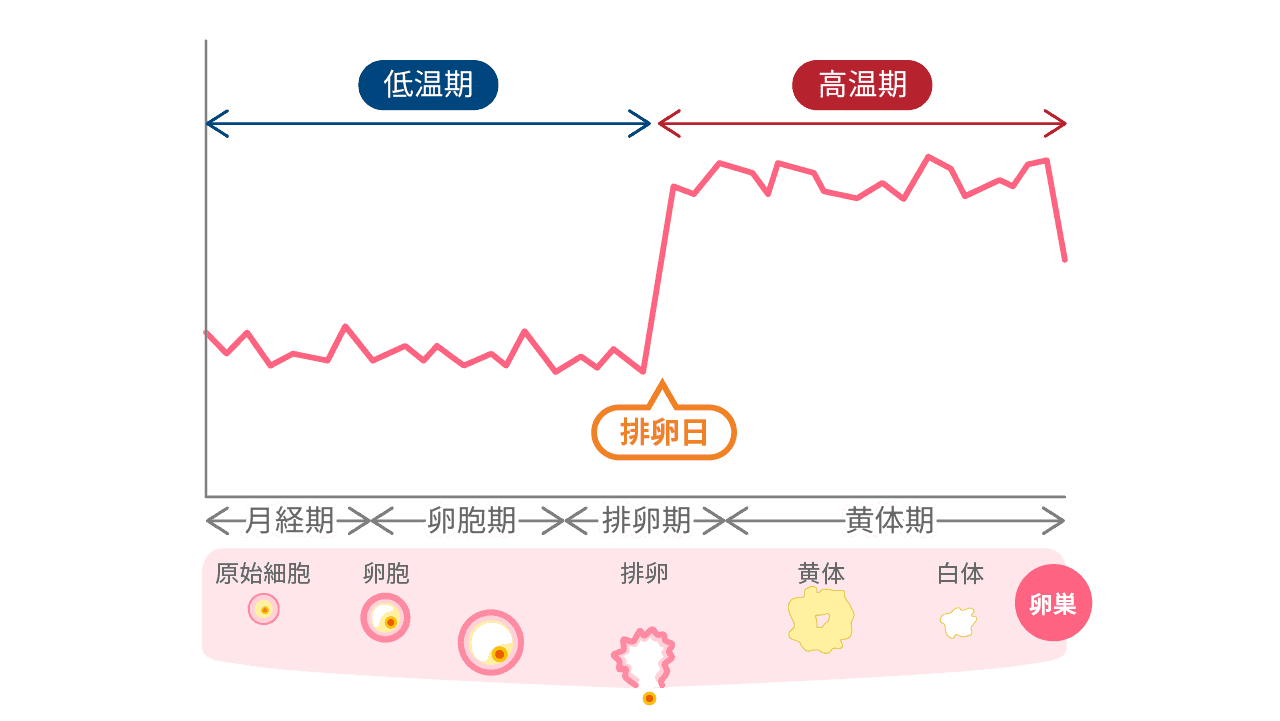 生理1週間前が安全日と言われる理由