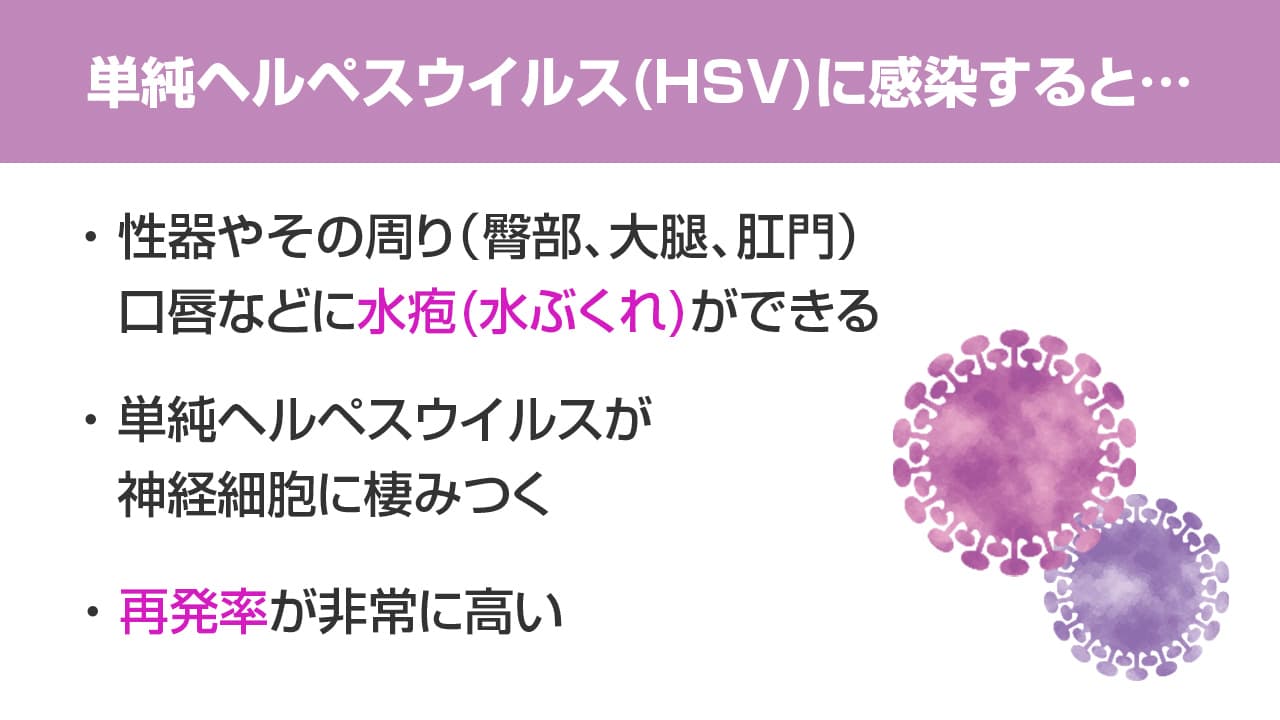 単純ヘルペスウイルス(HSV)に感染すると…