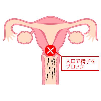 低用量ピルの避妊効果は精子の侵入を阻止できること