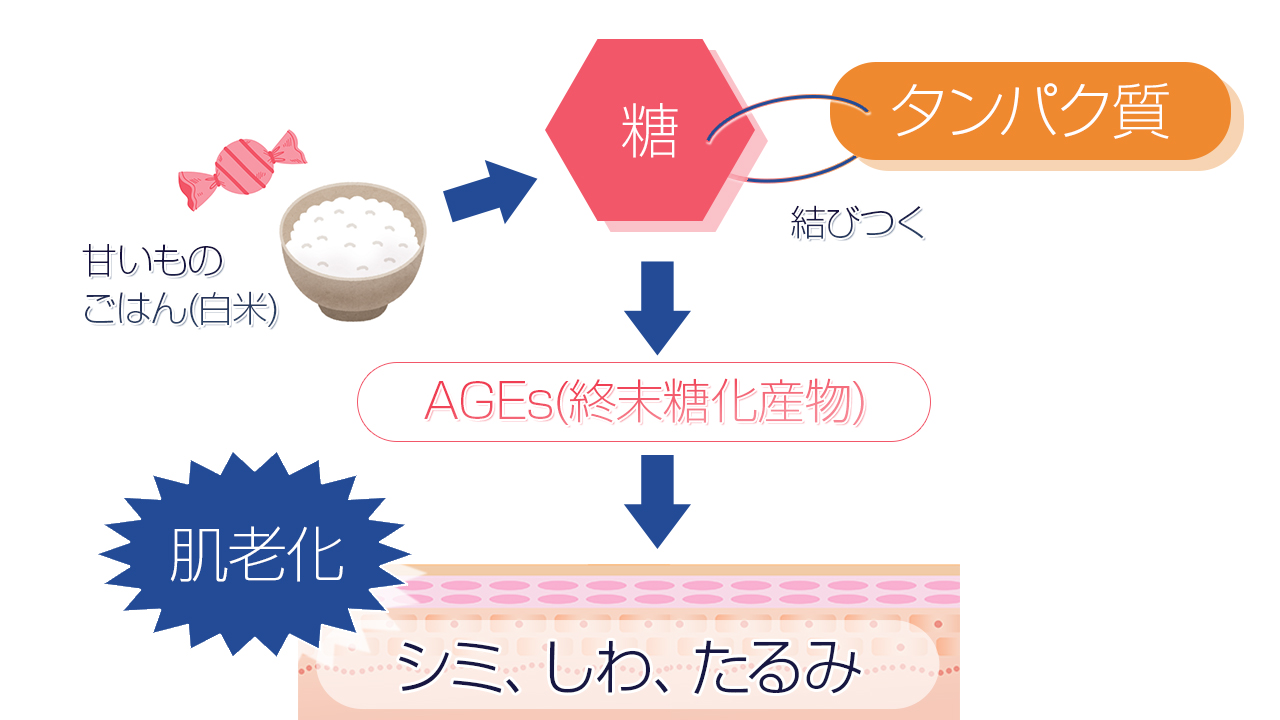 肌老化の仕組み