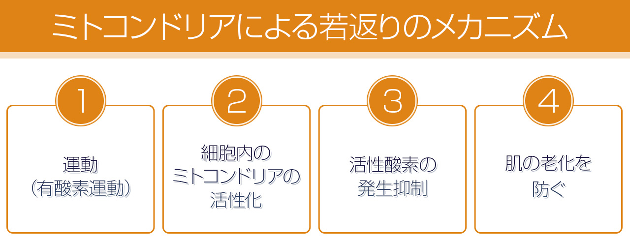 ミトコンドリアによる若返りのメカニズム