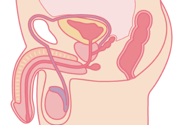 逆行性射精障害　生殖器イラスト