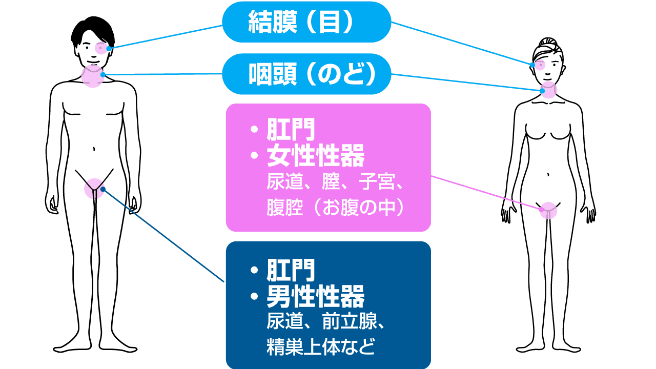 クラミジア予防のための基礎知識