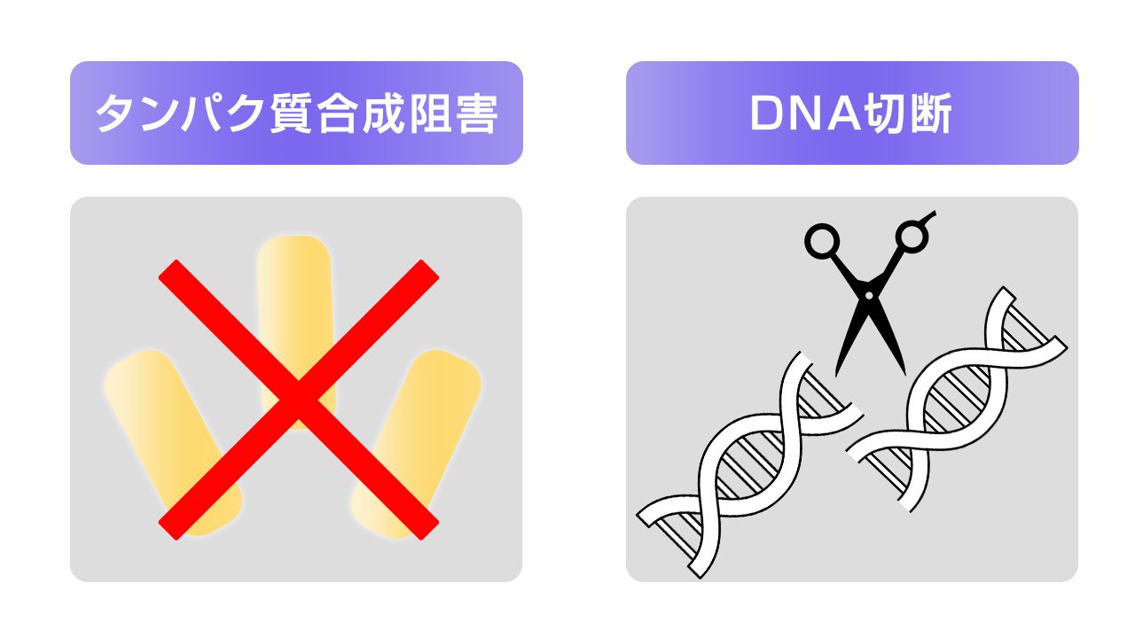 DNAの切断、タンパク質の合成を阻害