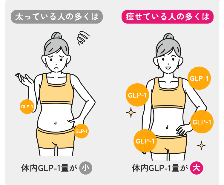 GLP-1の量が多い
