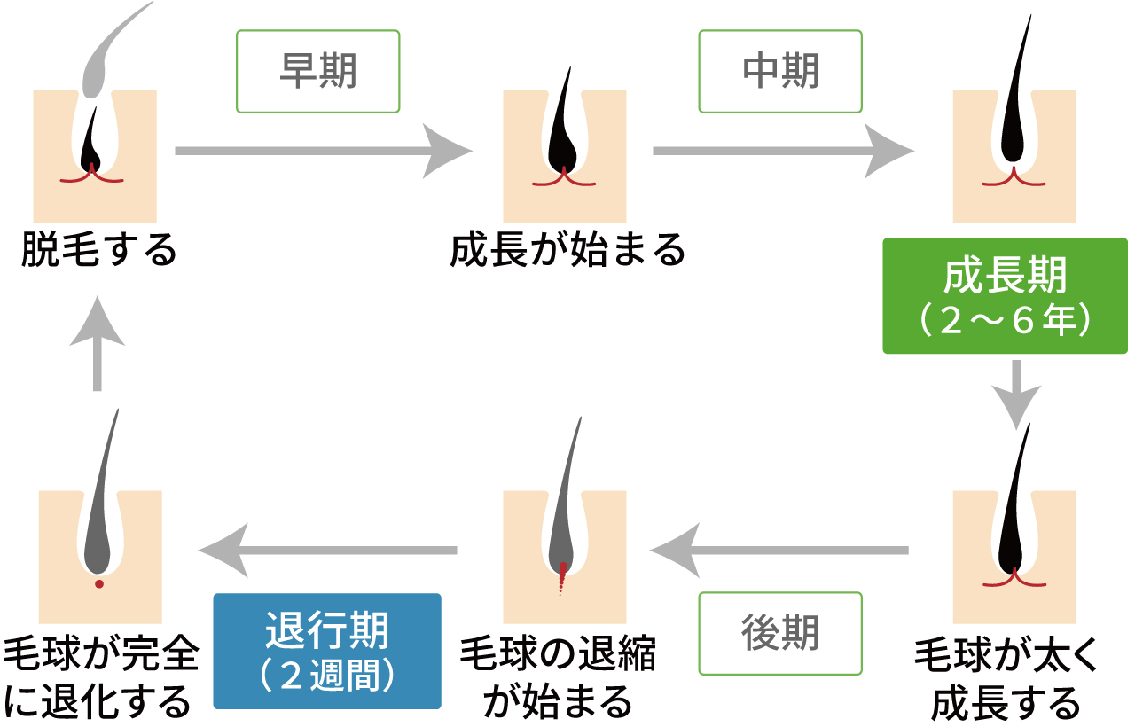 ヘアサイクル