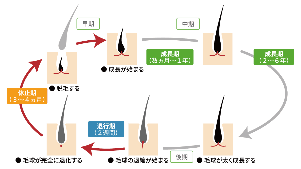 ヘアサイクルの図解