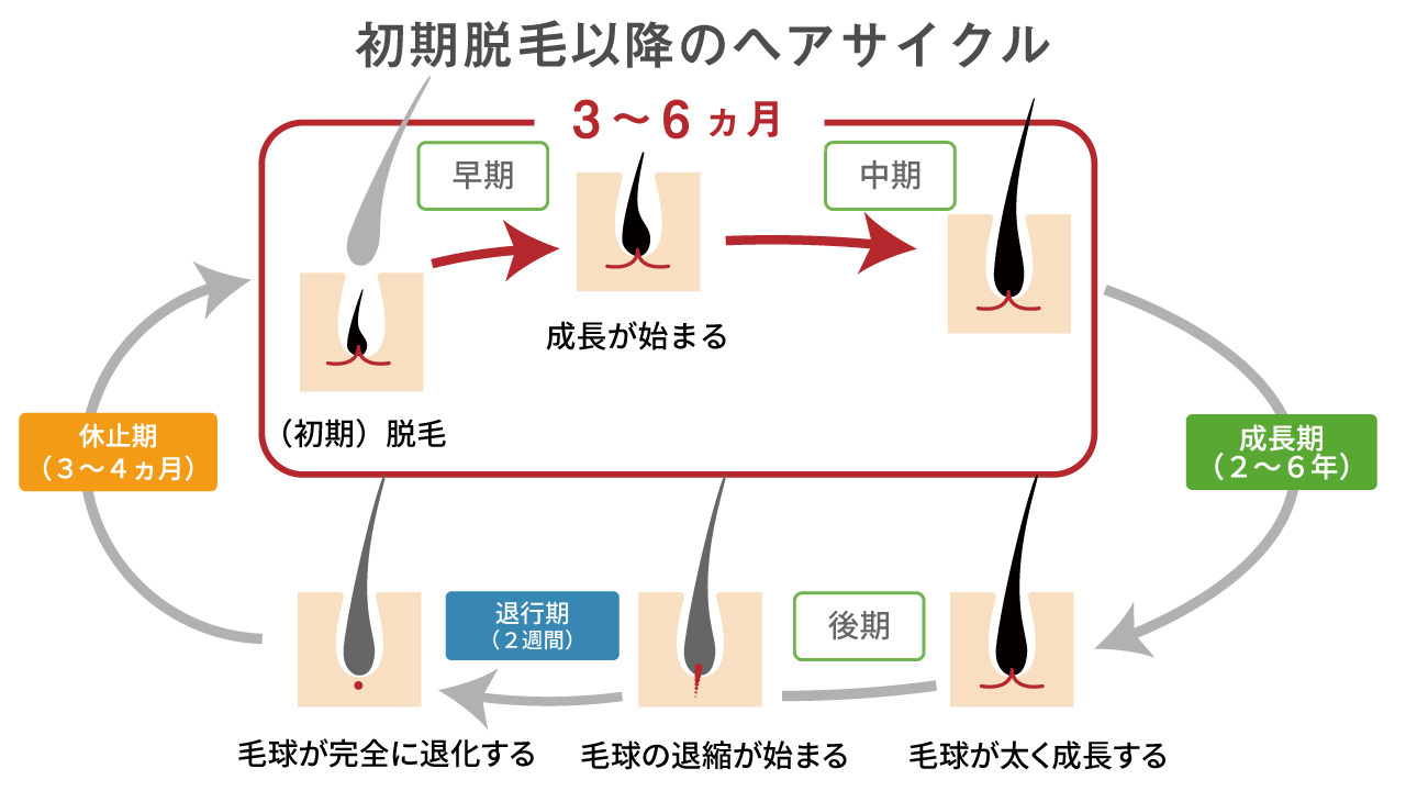 初期脱毛以降のヘアサイクル