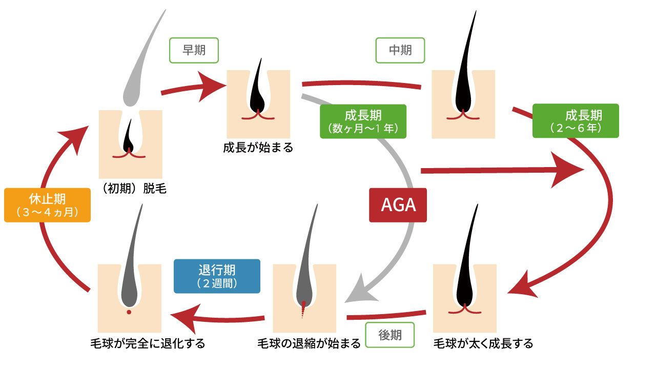 初期脱毛のサイクル