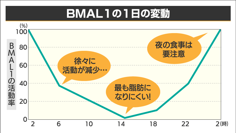 bmal1の時間