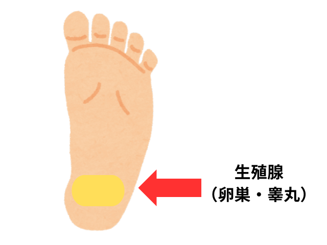 EDに効果的な反射区　生殖腺（卵巣・睾丸）