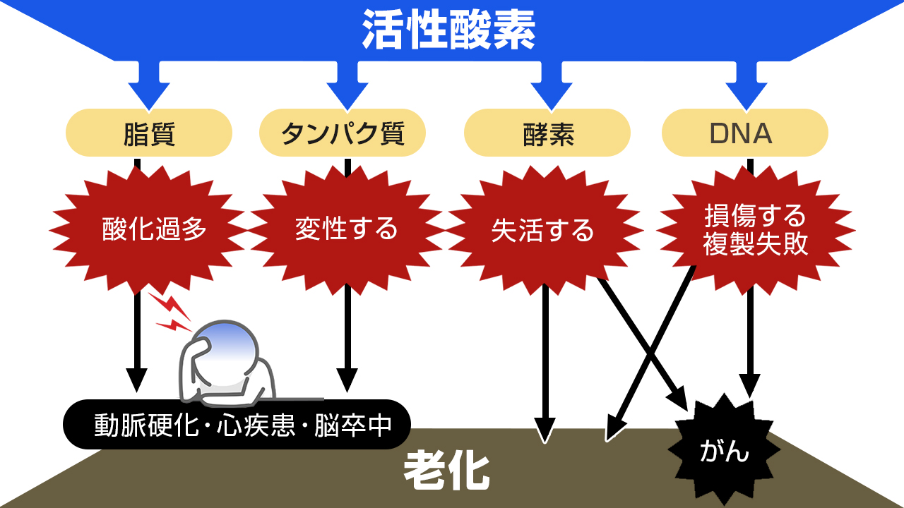 過度の運動や運動不足、偏った食事、喫煙などの不健康な生活習慣、あるいは慢性炎症などによって、活性酸素の生成と消去のバランスがくずれると酸化ストレスが生じ、老化や老年病の原因となる可能性がある