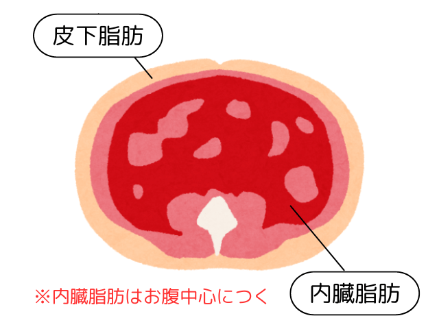 内臓脂肪と皮下脂肪は脂肪のつく部位が異なり、内臓脂肪は主にお腹中心につくことを示した画像